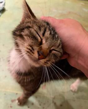 Queen Bee -  Domestic Short Hair Cat for Adoption in Kansas City, Missouri - Queen Bee | PetCurious