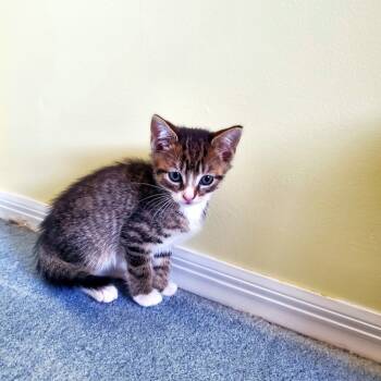 Rescue Domestic Short Hair Cats for Adoption in Lake Ronkonkoma, New York - Max | PetCurious