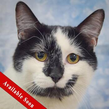 Domestic Short Hair Cats Available for Adoption - Stewart | PetCurious