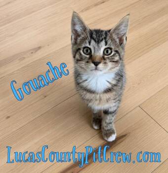 Tabby and Domestic Short Hair Cats Available for Adoption in Toledo, Ohio - Gouache | PetCurious