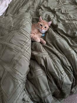 Domestic Short Hair Cats Available for Adoption in Tampa, Florida - Salem & OJ | PetCurious