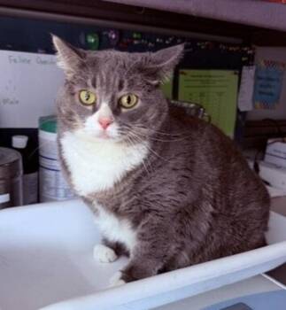 Stinkerbell -  Domestic Short Hair Cat for Adoption in Salt Lake City, Utah - Stinkerbell | PetCurious