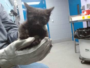 TABASCO -  Domestic Short Hair Cat for Adoption in Albuquerque, New Mexico - TABASCO | PetCurious