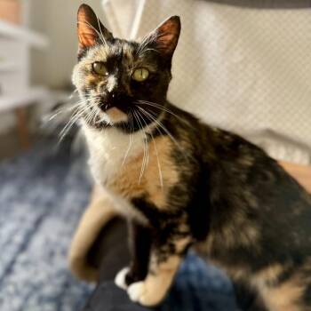 Domestic Short Hair Cats Available for Adoption - Delilah | PetCurious