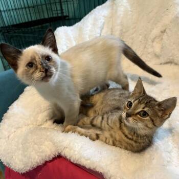 Quinn (bonded w/ Brittany) -  Domestic Short Hair Cat for Adoption in Lexington, Kentucky - Quinn (bonded W/ Brittany) | PetCurious
