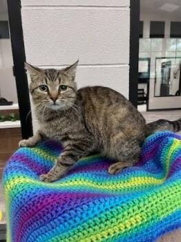 Dawson -  Domestic Short Hair Cat for Adoption in Dalton, Georgia - Dawson | PetCurious