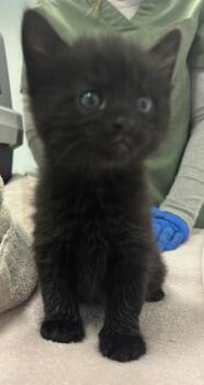 Ricky Byrd -  Domestic Short Hair Cat for Adoption in Saint Paul, Minnesota - Ricky Byrd | PetCurious
