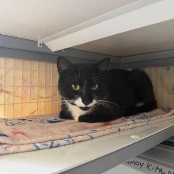 Gary Cooper -  Domestic Short Hair Cat for Adoption - Gary Cooper | PetCurious