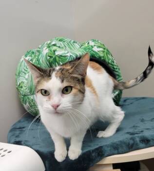 Rescue Domestic Short Hair Cats for Adoption in Neenah, Wisconsin - Joy | PetCurious