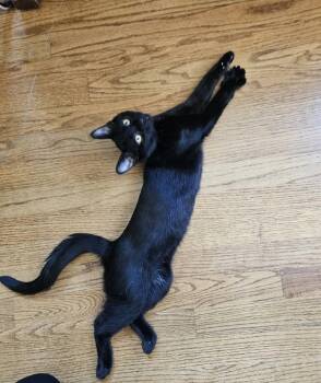 Wednesday -  Domestic Short Hair Cat for Adoption in Wheaton, Illinois - Wednesday | PetCurious