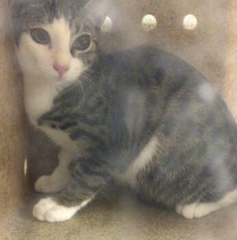 Rescue Domestic Short Hair Cats for Adoption in Riverside, California - MAYRA | PetCurious