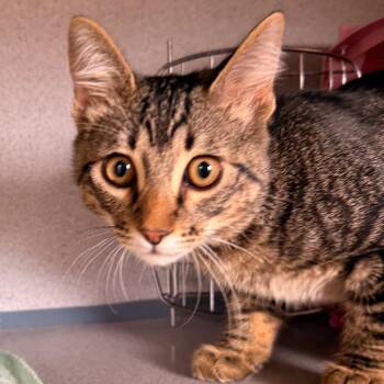 Shiro -  Domestic Short Hair Cat for Adoption in Goleta, California - Shiro | PetCurious