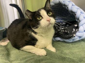 Rescue Domestic Short Hair Cats for Adoption in Greenbelt, Maryland - Jitters | PetCurious
