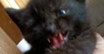 Domestic Short Hair Cats Available for Adoption in Evansville, Indiana - Luigi | PetCurious