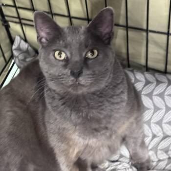 Bonnie -  Domestic Short Hair Cat for Adoption in Mokena, Illinois - Bonnie | PetCurious