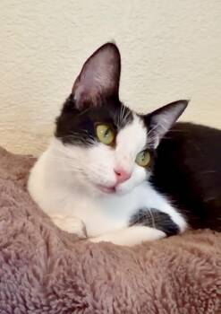 Lulu -  Domestic Short Hair Cat for Adoption in San Anselmo, California - Lulu | PetCurious
