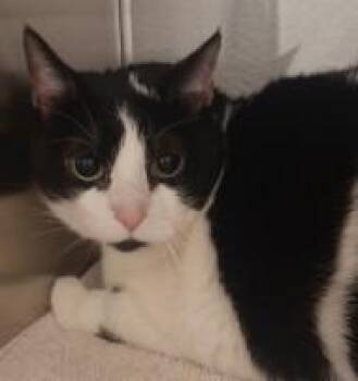 SHADY -  Domestic Short Hair Cat Available for Adoption in Westminster, Maryland - SHADY | PetCurious