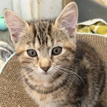Rainier -  Domestic Short Hair Cat for Adoption in Quakertown, Pennsylvania - Rainier | PetCurious