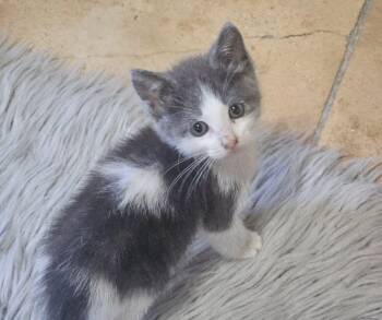 Ash -  Domestic Short Hair Cat for Adoption in Manhattan, Kansas - Ash | PetCurious
