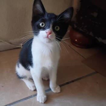 Mine -  Domestic Short Hair Cat for Adoption in Redlands, California - Mine | PetCurious