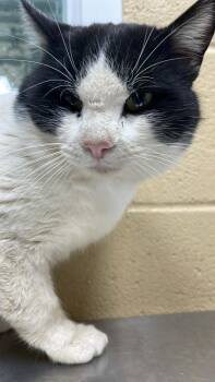 Domestic Short Hair Cats Available for Adoption - Felix | PetCurious