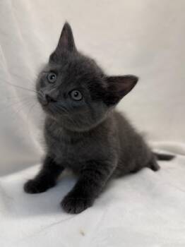 Domestic Short Hair Cats Available for Adoption in Greensboro, North Carolina - Liadan | PetCurious