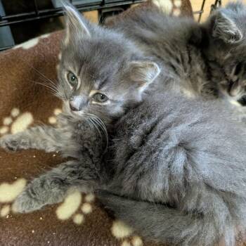 Imperius-blue -  Domestic Long Hair Cat for Adoption in Greenville, Pennsylvania - Imperius-blue | PetCurious