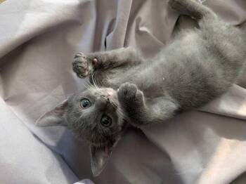 Russian Blue Cats Available for Adoption in Calimesa, California - Atlas | PetCurious