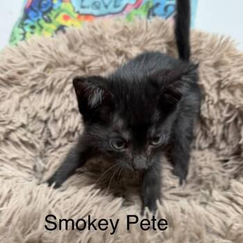 Smokey Pete -  Domestic Medium Hair Cat for Adoption in Floresville, Texas - Smokey Pete | PetCurious