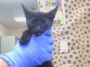 REMBRANDT -  Domestic Short Hair Cat for Adoption in Sacramento, California - REMBRANDT | PetCurious