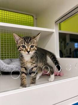 Tig -  Domestic Short Hair Cat for Adoption in Fort Lupton, Colorado - Tig | PetCurious