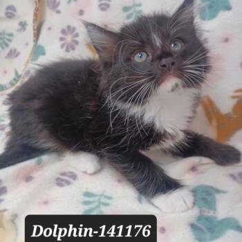 Domestic Short Hair Cats Available for Adoption in New Tazewell, Tennessee - Dolphin | PetCurious