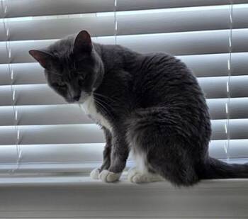 Ember -  Domestic Short Hair Cat for Adoption in Fairfax, Virginia - Ember | PetCurious