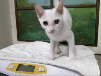 PRINCESS -  Domestic Short Hair Cat for Adoption in Houston, Texas - PRINCESS | PetCurious