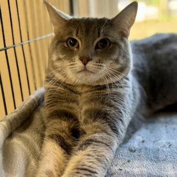 Jasper -  Domestic Short Hair Cat for Adoption in Winchendon, Massachusetts - Jasper | PetCurious
