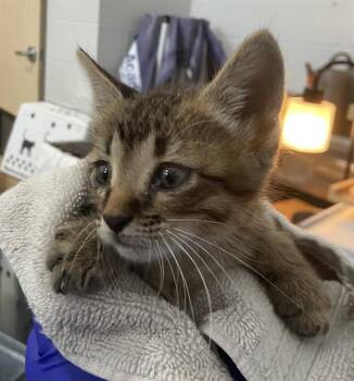 Domestic Short Hair Cats Available for Adoption in Dallas, Texas - JOLIBEE | PetCurious