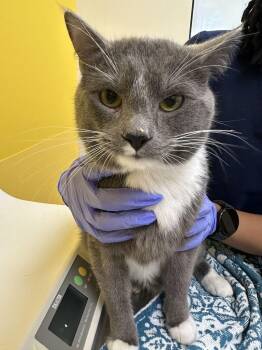 Rainor -  Domestic Short Hair Cat for Adoption in Raleigh, North Carolina - Rainor | PetCurious