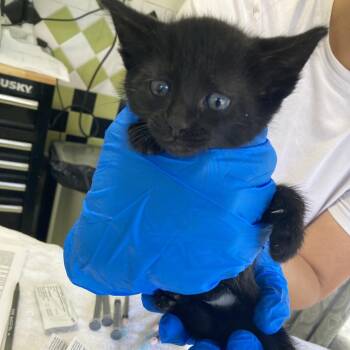Blackberry (COH-A-67176) -  Domestic Short Hair Cat for Adoption in Volcano, Hawaii - Blackberry (COH-A-67176) | PetCurious