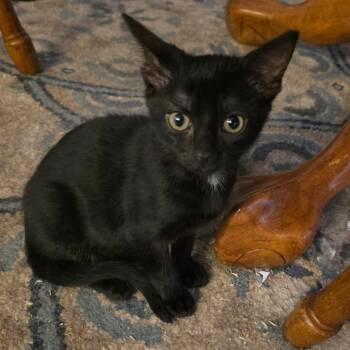 Magic -  Domestic Short Hair Cat for Adoption in Bedford, New Hampshire - Magic | PetCurious