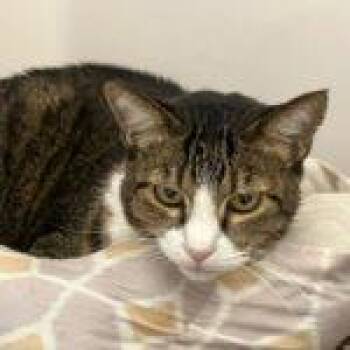 Rescue Domestic Short Hair Cats for Adoption in Green Valley, Arizona - Carl | PetCurious