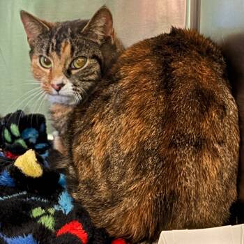 Rescue Domestic Short Hair Cats for Adoption in Wilmington, Delaware - Miss Krampus (Bonded With Christmas Chili) | PetCurious