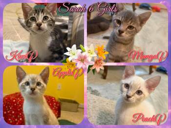 Sarah 6 Girls -  Domestic Short Hair Cat for Adoption in Corinth, New York - Sarah 6 Girls | PetCurious