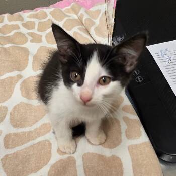 Cottontail -  Domestic Short Hair Cat for Adoption in Bristol, Indiana - Cottontail | PetCurious