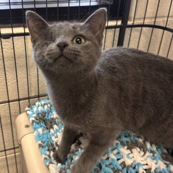 Popeye -  Domestic Short Hair Cat for Adoption in Rocky Mount, Virginia - Popeye | PetCurious