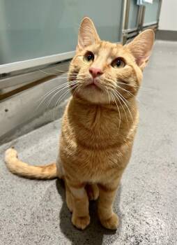 Domestic Short Hair Cats Available for Adoption in San Francisco, California - CHEESY STEVE | PetCurious