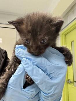 Horizons -  Domestic Short Hair Cat for Adoption in Daytona Beach, Florida - Horizons | PetCurious