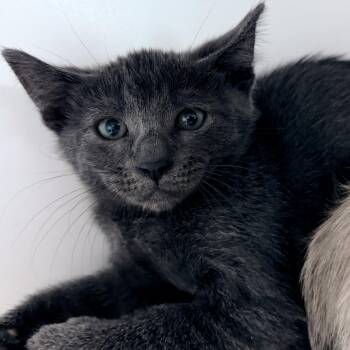 Domestic Short Hair Cats Available for Adoption in Oakland, California - Oslo | PetCurious