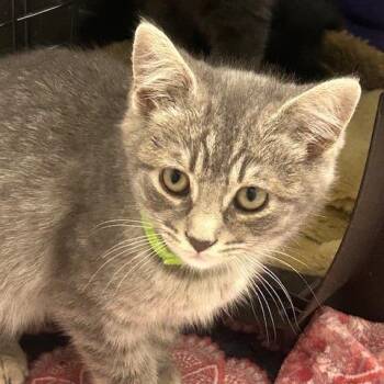 Heron -  Domestic Short Hair Cat for Adoption in Goleta, California - Heron | PetCurious