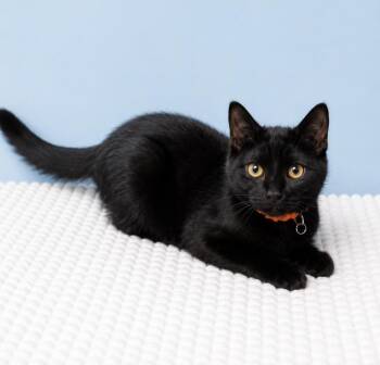 Garbanzo -  Domestic Short Hair Cat for Adoption in Homer Glen, Illinois - Garbanzo | PetCurious