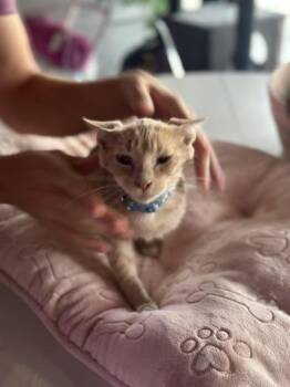 Rescue Domestic Short Hair Cats for Adoption in Liverpool, Texas - Leo | PetCurious